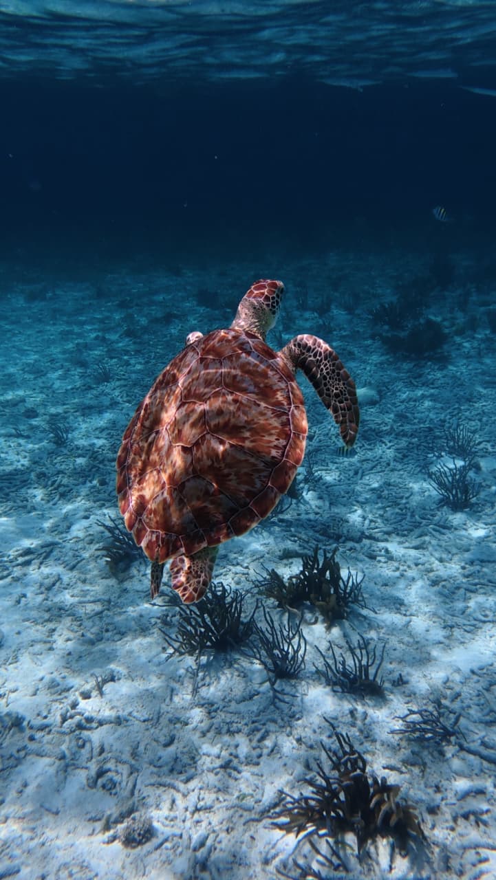 Sea turtle swimming in Belize
